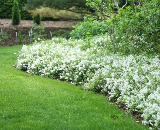 Deutzia crenata 'Nikko'