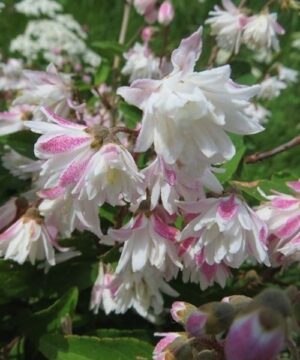 Deutzia x scabra 'Flore Pleno' Fuzzy Deutzia