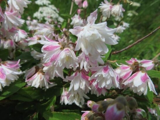 Deutzia x scabra 'Flore Pleno' Fuzzy Deutzia