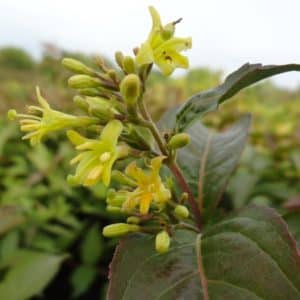 Diervilla lonicera flower 300x300 - Order Plants Now