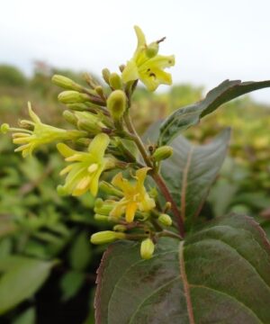 Northern Bush Honeysuckle in bloom - Diervilla lonicera
