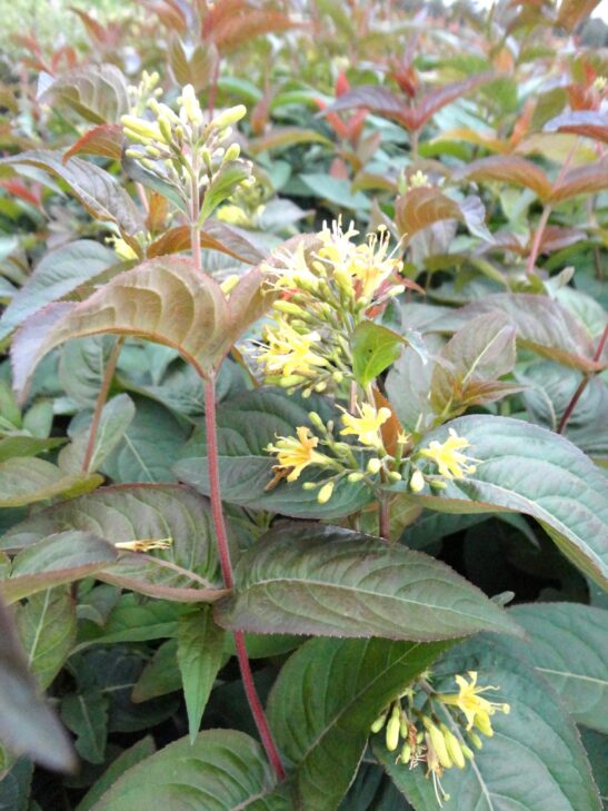 Diervilla lonicera foliage Diervilla lonicera Northern bush honeysuckle
