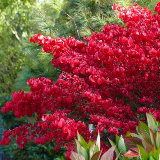 Euonymus alatus Burning bush