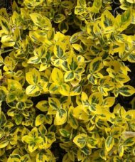 Euonymus fortunei 'Emerald 'N' Gold' foliage