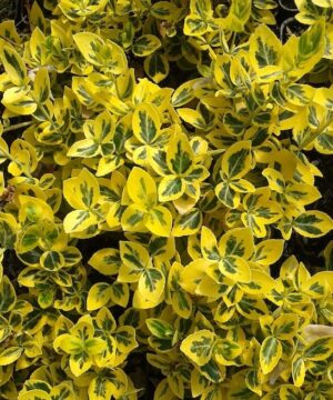 Euonymus fortunei 'Emerald 'N' Gold' foliage