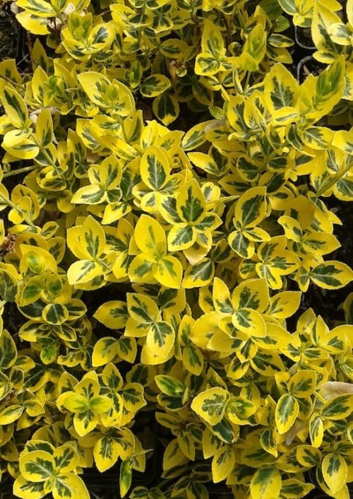 Euonymus fortunei 'Emerald 'N' Gold' foliage