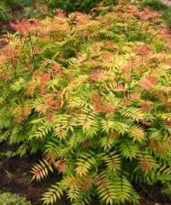 Sorbaria sorbifolia 'Sem'