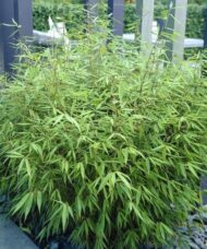 Fargesia rufa bamboo (Sunset Glow Bamboo)