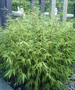 Fargesia rufa bamboo (Sunset Glow Bamboo)