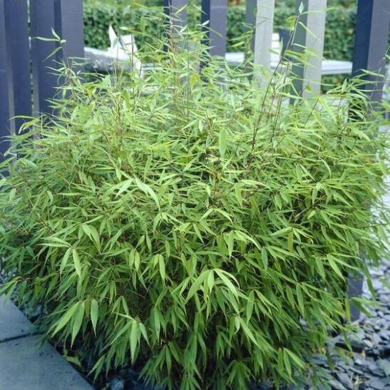 Fargesia rufa bamboo (Sunset Glow Bamboo)