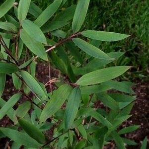 Fargesia nitida for sale