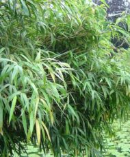 Blue Fountain Bamboo - Fargesia nitida