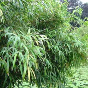 Blue Fountain Bamboo - Fargesia nitida