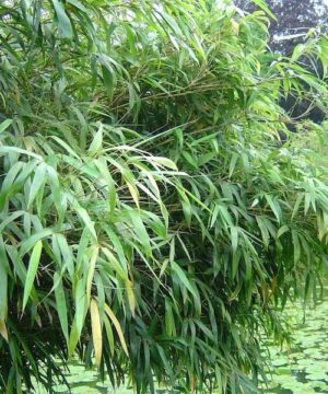 Blue Fountain Bamboo - Fargesia nitida