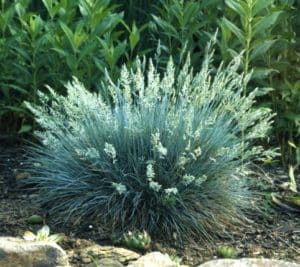 Elijah Blue Fescue - Festuca glauca 'Elijah Blue'