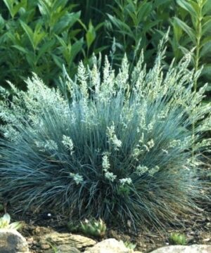 Elijah Blue Fescue - Festuca glauca 'Elijah Blue'