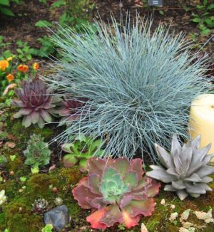 Festuca ovina 'Elijah Blue' Fescue Grass Festuca ovina 'Elijah Blue' Fescue Grass