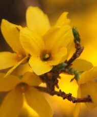 Flowers of Forsythia ovata 'Northern Gold'