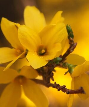 Flowers of Forsythia ovata 'Northern Gold'