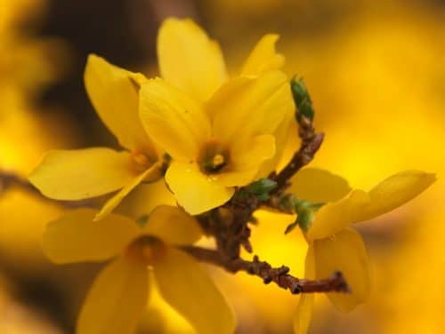 Flowers of Forsythia ovata 'Northern Gold'