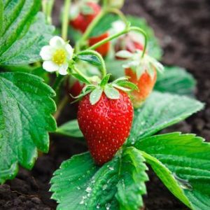 Jewel Strawberry June-bearing Strawberries Fragaria 'Jewel' plant in bloom