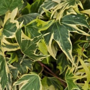 Green Edged Yellow Ivy - Hedera helix 'Yellow Ripple'