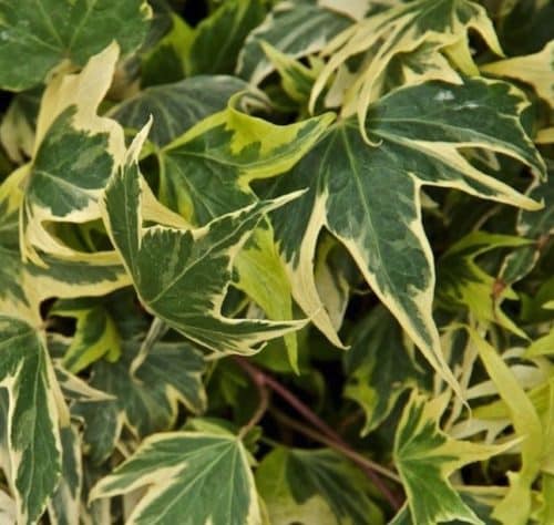 Green Edged Yellow Ivy - Hedera helix 'Yellow Ripple'