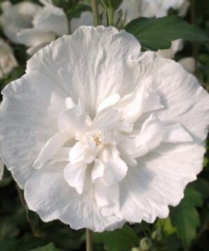 Hibiscus syriacus ‘Double White’ Bloom