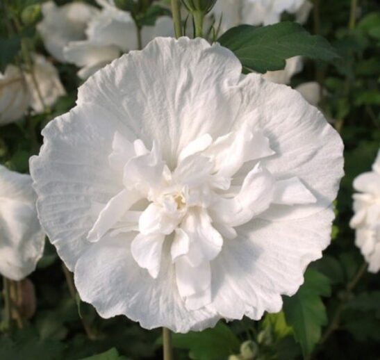 Hibiscus syriacus 'Double White' Hibiscus syriacus ‘Double White’ Bloom