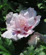 Hibiscus syriacus 'Double Pink' Hibiscus syriacus 'Double Pink' Bloom