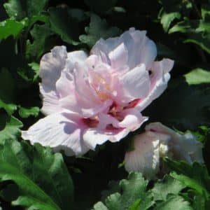 Hibiscus syriacus Double Pink 300x300 - Order Plants Now