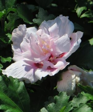 Hibiscus syriacus 'Double Pink' Bloom