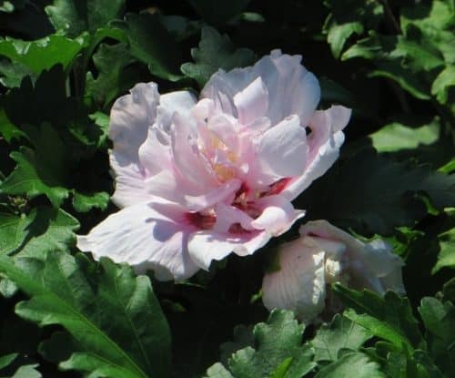 Hibiscus syriacus 'Double Pink' Bloom