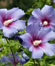 Hisbiscus syriacus 'Blue Marlin' in bloom