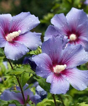 Hisbiscus syriacus 'Blue Marlin' in bloom