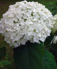 Large white flower of Annabelle Hydrangea (Hydrangea arborescens 'Annabelle')