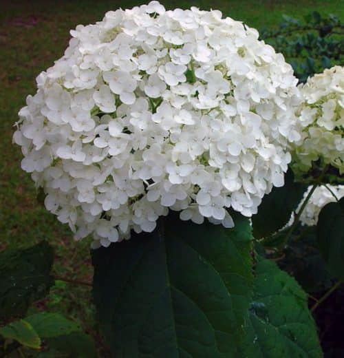 Large white flower of Annabelle Hydrangea (Hydrangea arborescens 'Annabelle')