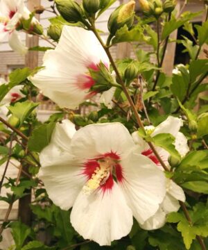 Hibiscus syriacus 'Red Heart' Rose of Sharon Tree