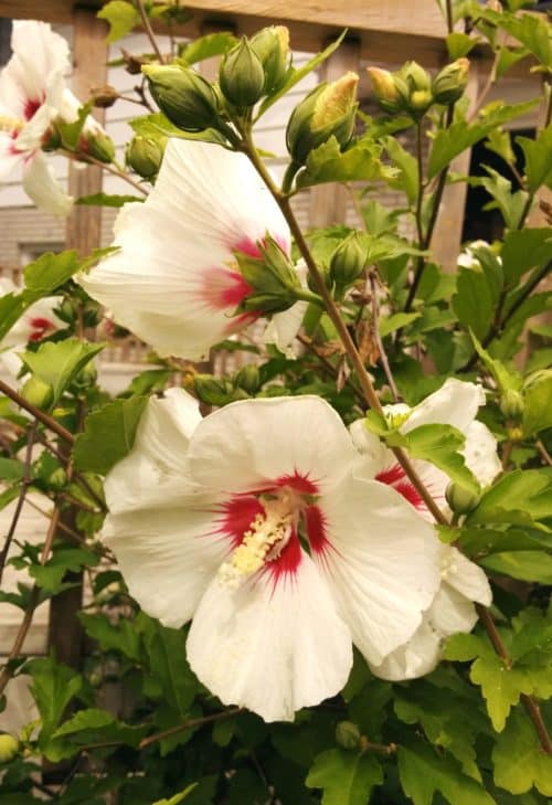 Hibiscus syriacus 'Red Heart' Rose of Sharon Tree