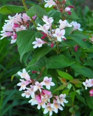 Kolkwitzia amabilis 'Pink-Cloud' Kolkwitzia amabilis 'Pink-Cloud'