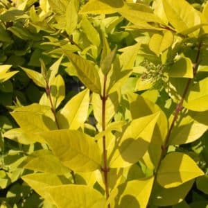 Golden privet - Vibrant foliage of Ligustrum vicaryi