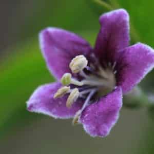 Lycium barbarum flower