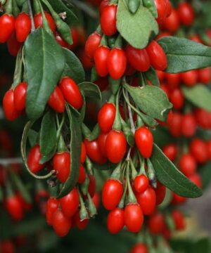 Firecracker goji berries. Grape of red berries
