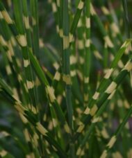 Little Zebra Dwarf Maiden Grass - Miscanthus sinensis 'Little Zebra'