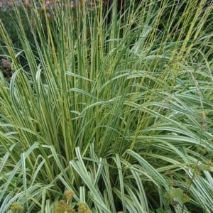 Variegated Moor Grass - Molinea caerulea 'Variegata' - variegated shade grass