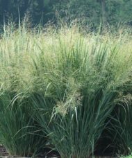 Panicum virgatum 'Heavy Metal' - Blue Switch Grass