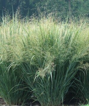 Panicum virgatum 'Heavy Metal' - Blue Switch Grass