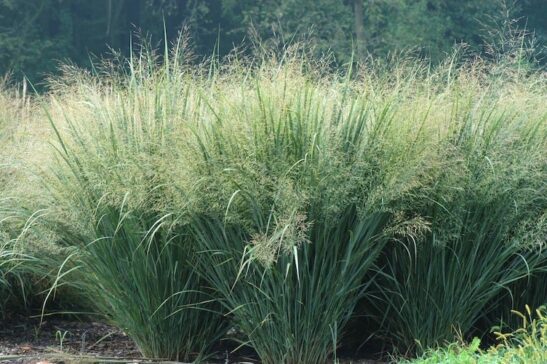 Panicum virgatum 'Heavy Metal' - Blue Switch Grass