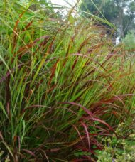 Red Switch Grass - Panicum virgatum 'Shenandoah' in the garden