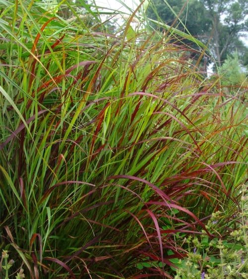 Red Switch Grass - Panicum virgatum 'Shenandoah' in the garden